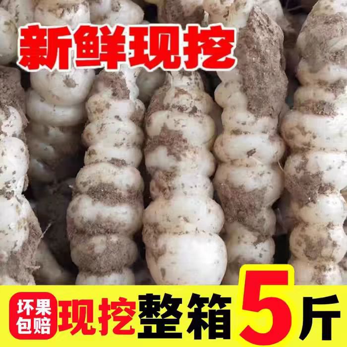 地环新鲜现挖螺丝菜宝塔菜地蚕种子地牯牛可种植腌制农家泡菜酱菜