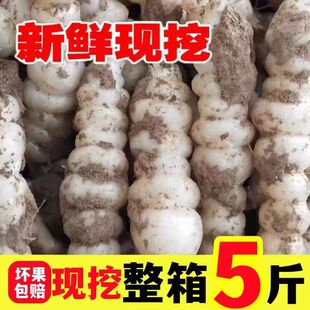 地环新鲜现挖螺丝菜宝塔菜地蚕种子地牯牛可种植腌制农家泡菜酱菜