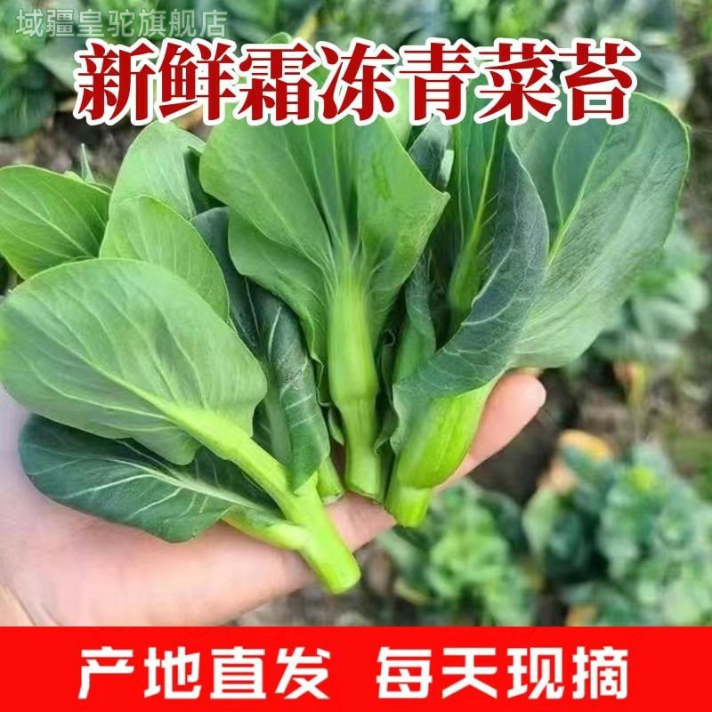 农家自种霜冻青青菜苔新鲜菜薹菜心色绿蔬菜苏州青当时令现摘现发,水产肉类/新鲜蔬果/熟食,叶菜类,淘宝优惠券,粉丝福利购,淘宝优惠卷