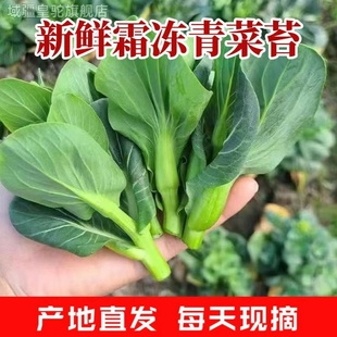 农家自种霜冻青青菜苔新鲜菜薹菜心色绿蔬菜苏州青当时令现摘现发