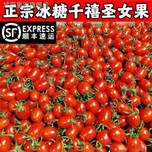 包邮正宗釜山88玲珑小番茄千禧果5斤小番茄圣女果樱桃小番茄