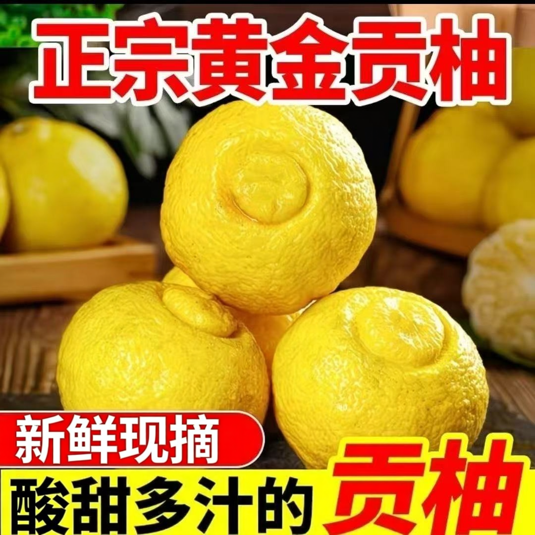 正宗新鲜贡柚黄金湖南怀化柚子贡柚春香当季超甜多汁剥桔象山青柚