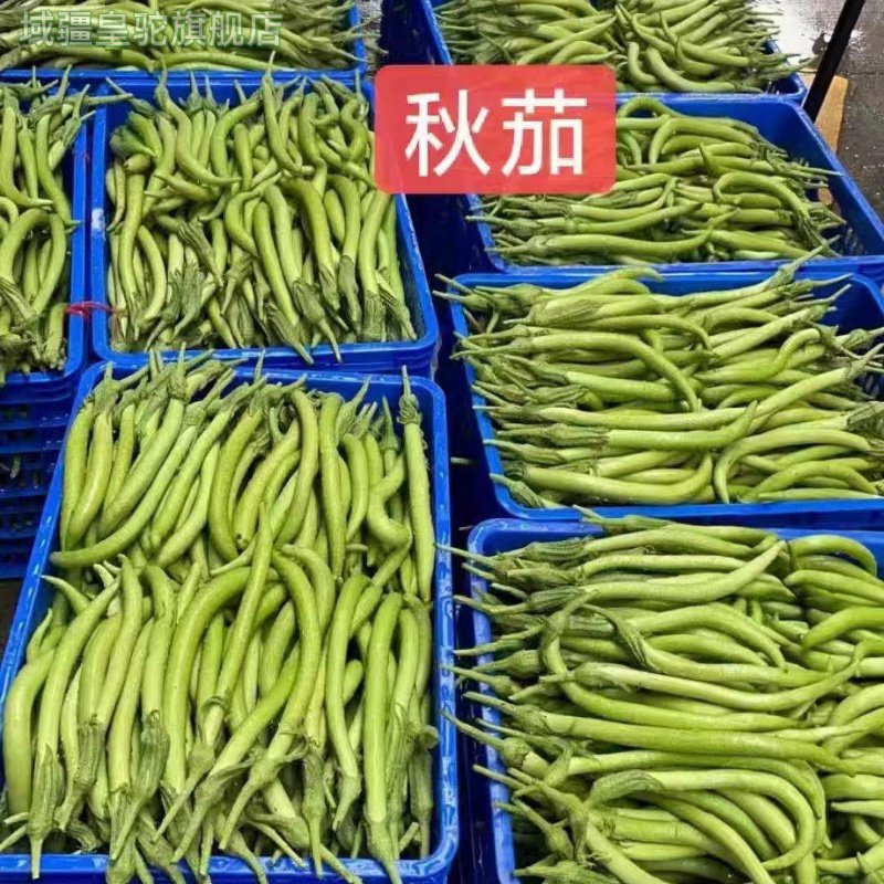 新鲜正宗盐步秋茄子500g广东粤菜食材龙芽茄长尖绿茄瓜青茄子,水产肉类/新鲜蔬果/熟食,茄子,淘宝优惠券,粉丝福利购,淘宝优惠卷