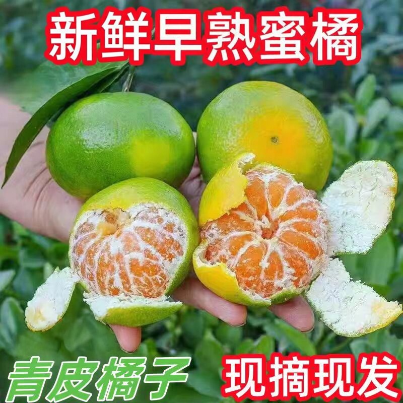 现摘新鲜新鲜新鲜蜜桔橘子青皮蜜橘新鲜水果孕妇酸桔子当季整
