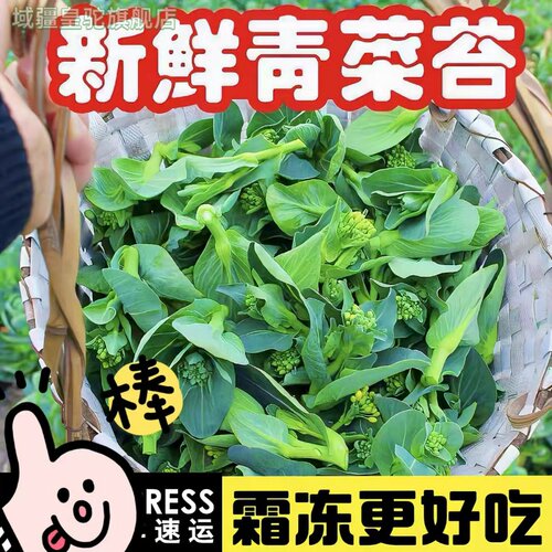 新鲜霜冻青菜苔甜糯嫩菜心青菜芯现摘新鲜蔬菜油菜菜苔5斤