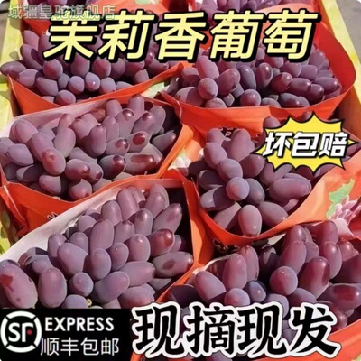 【顺丰包邮】云南茉莉香葡萄新鲜现摘酸甜新鲜提子应季水果无籽