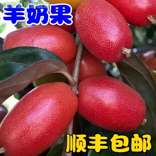 云南热带时令孕妇新鲜酸甜羊奶果水果稀有鲜果牛奶果胡颓子果顺丰