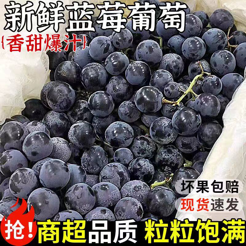 蓝莓葡萄新鲜水果当季新鲜现摘吐鲁番无籽葡萄黑提子顺丰快递