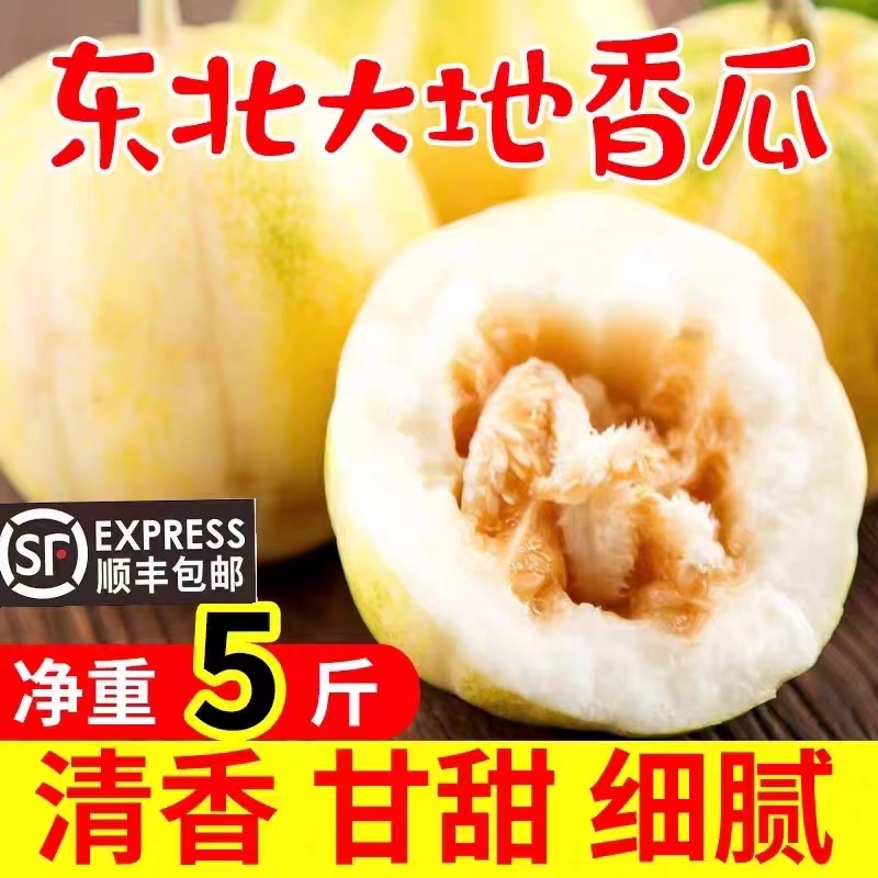 东北大地香瓜白糖罐京蜜甜瓜新鲜当季现摘孕妇水果老式香瓜脆甜蜜