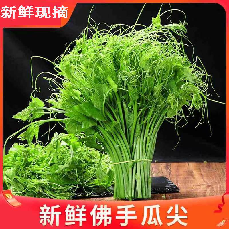 特产新鲜佛手瓜尖丝瓜尖捧瓜尖龙须菜苔蔬菜现摘现发1/2/3斤