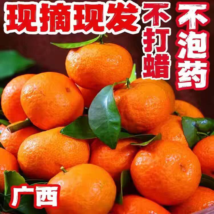 砂糖橘整箱广西正宗新鲜10斤新鲜小蜜桔子金秋沙糖桔籽应季水果