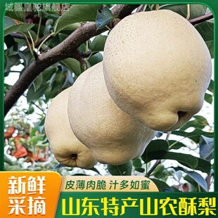 山农酥梨新鲜脆甜水果当季整箱特大果山东孕妇正宗冰糖羊脂梨子