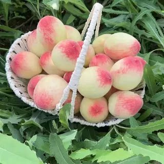 2026露天小水蜜桃红白粉小毛桃新鲜现摘当季水果整箱山西老树果