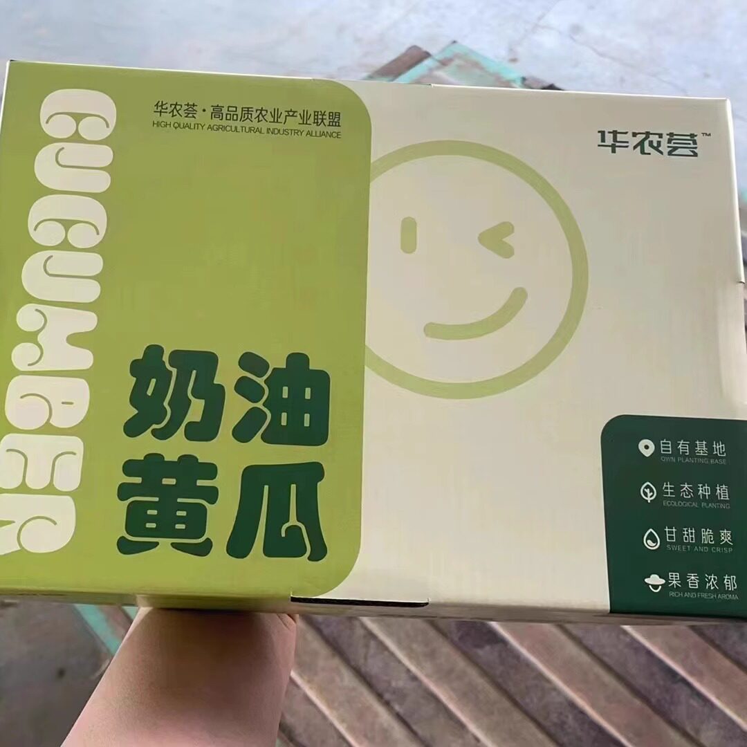 山东奶油小黄瓜白玉牛奶水果黄瓜脆嫩清新水份充足礼盒装图片