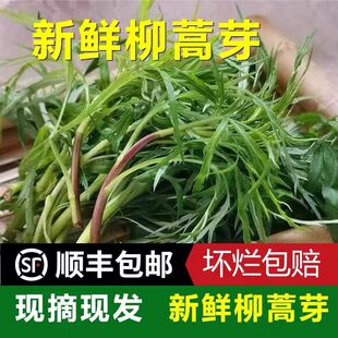 柳蒿芽东北特产山野菜野生柳芽柳蒿山菜保鲜新鲜袋装新采摘海拉尔