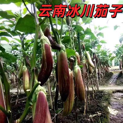 云南冰川茄子新鲜招积蔬名菜缅甸正宗脆皮糯花茄餐厅酒店食材包邮