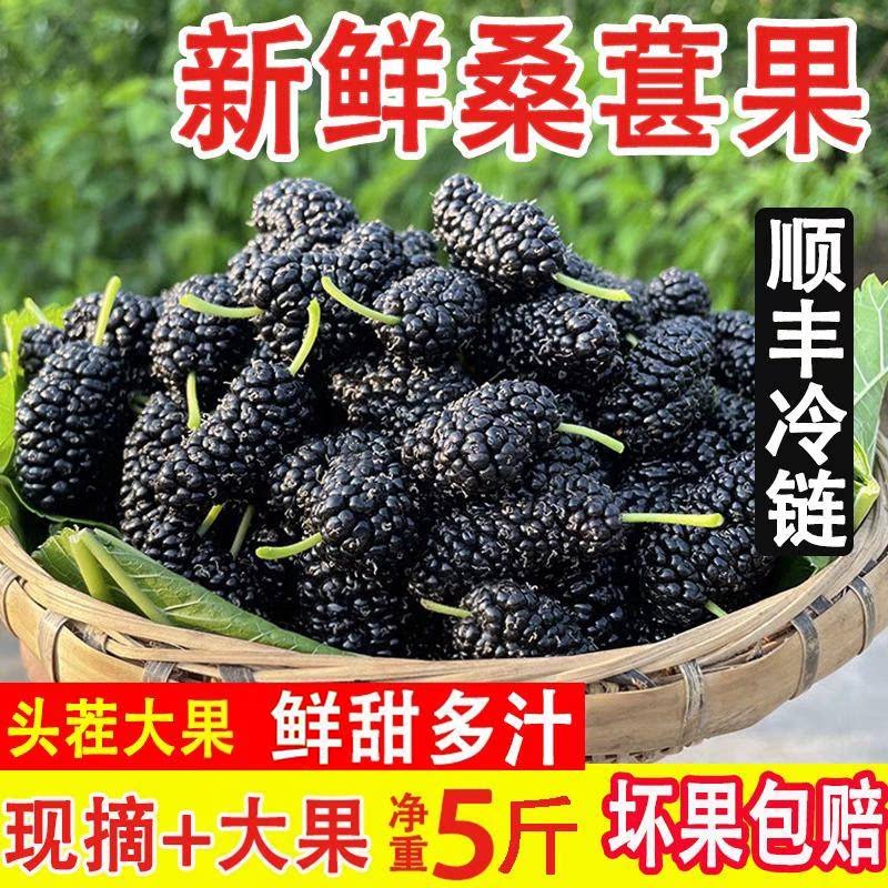 2026新鲜桑葚现摘无沙孕妇水果黑桑酵素桑椹干5斤顺丰包邮