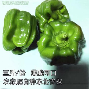 顺丰包邮青圆椒麻椒青椒薄皱皮辣椒东北农家肥新鲜蔬菜3斤