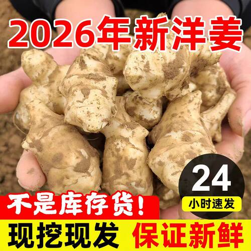 现挖野鲜生洋姜4500g新鲜子姜不辣阳姜农家蔬菜泡菜酱菜凉拌菊芋