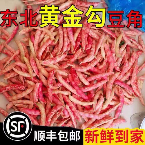 东北当季新鲜现摘黄金勾沟花豆角特产蔬菜黄金钩豆角面鼓芸八月忙
