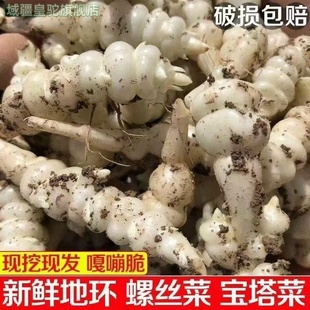 2025现挖新鲜宝塔菜地环螺丝菜地葫芦地蚕子地牯牛地梨儿地溜子