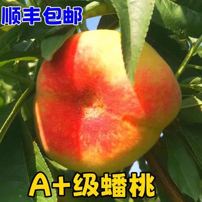 正宗山东肥城王母蟠桃新鲜扁桃水蜜桃礼盒装现摘现发软糯香甜当季