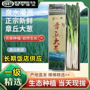 现挖正宗百脉泉章丘大葱旗舰店精选礼盒装脆甜水果大葱微辣顺丰5