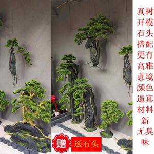 仿真抱石头松树马尾油白皮罗汉华大五针红赤黑黄山云南金钱樟子雪