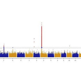 植物生物信息GWAS分析2D3D绘图 生物信息 单倍型分析构建进化树
