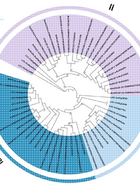 基因家族/生物信息物种WGD复制图/基因家族结构图/启动子分析