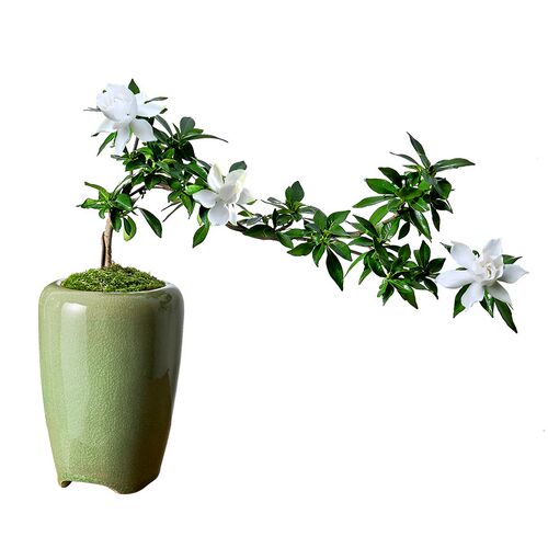 栀子花悬崖飘枝k造型盆景室内客厅书房桌面绿植花卉盆栽阳台老桩