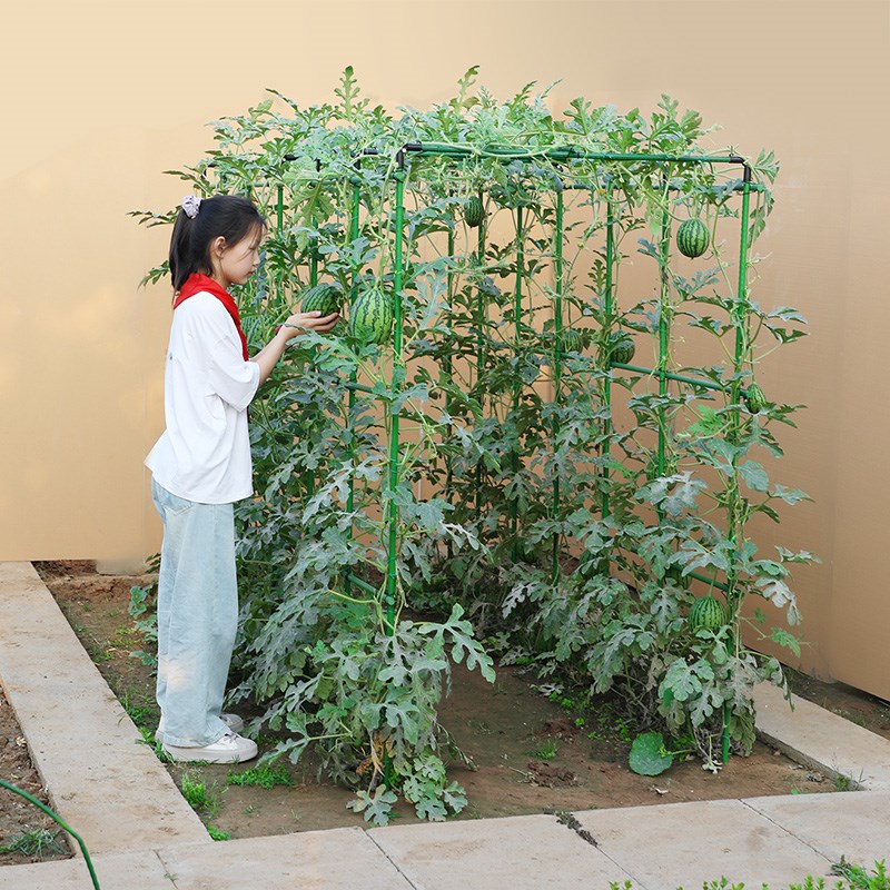 西瓜黄瓜爬藤架四季豆番茄豆角架杆支撑杆蔬菜植物花架瓜棚搭架子图片