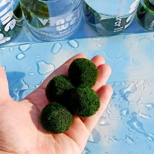 mossball绿藻球生态瓶水生绿植创意迷你水培植物水藻球水底海藻球
