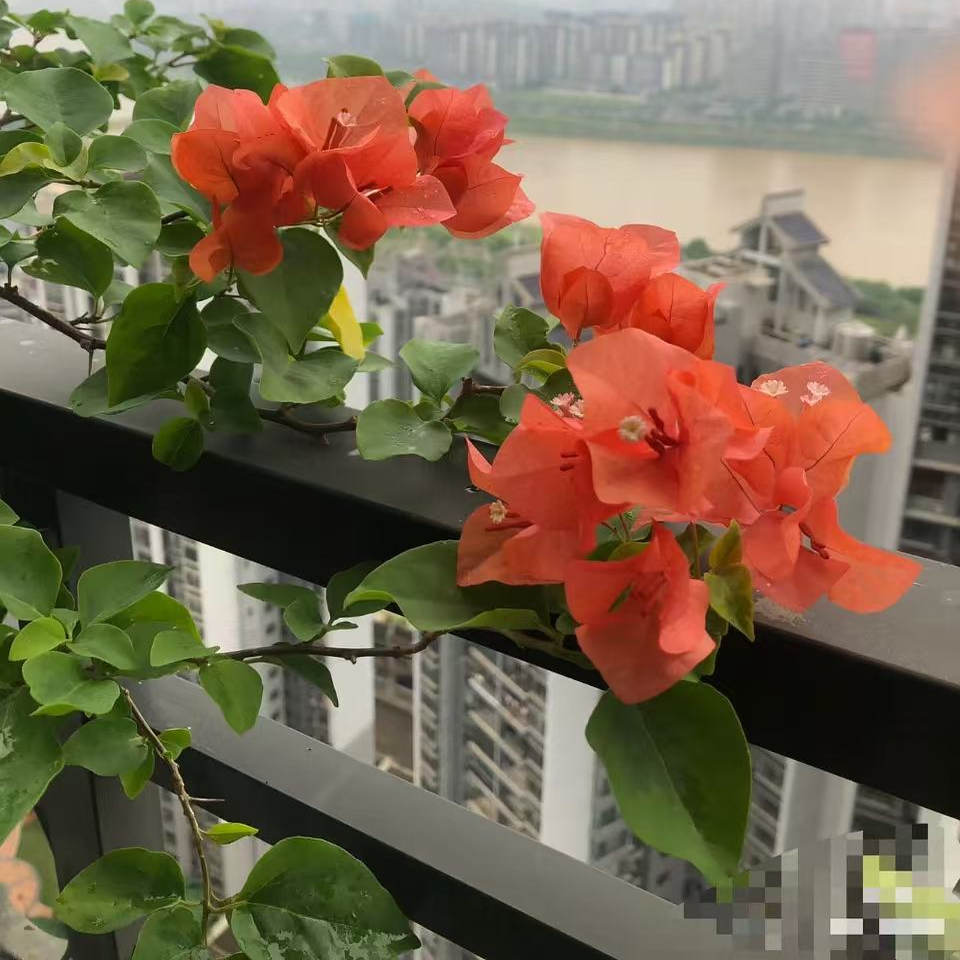 橙色精彩+重瓣怡景三角梅袋苗