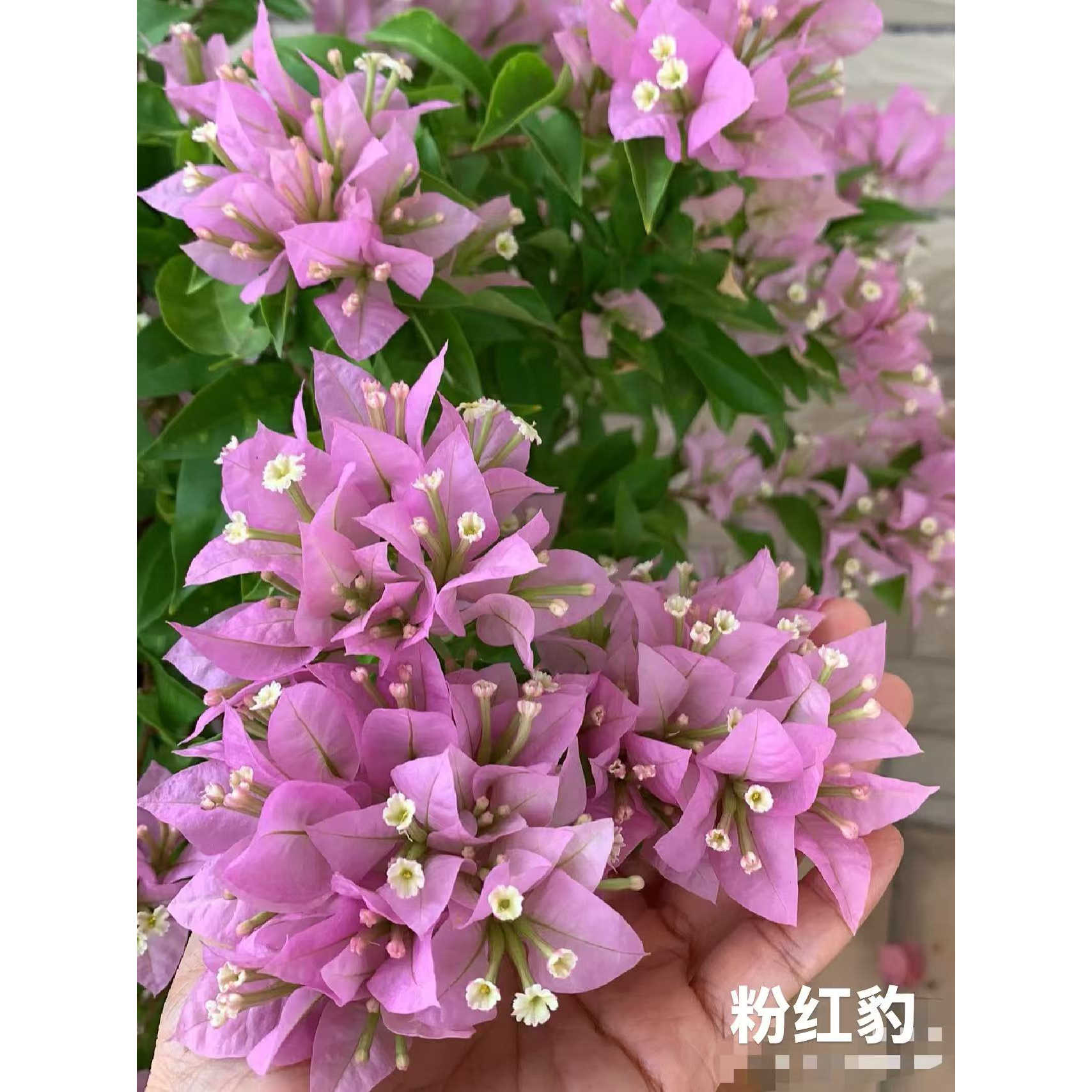 漳州三角梅小袋苗新品种