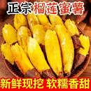 正宗真榴莲蜜薯9斤黄心红薯新鲜农家番薯丝滑山芋流蜜店沙地软糯A