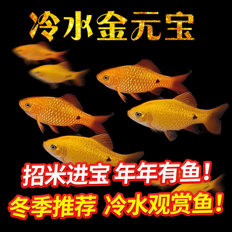 冷水观赏鱼金元宝鱼新手入门练手群游招米进宝鱼小型鱼原生鱼鲫科
