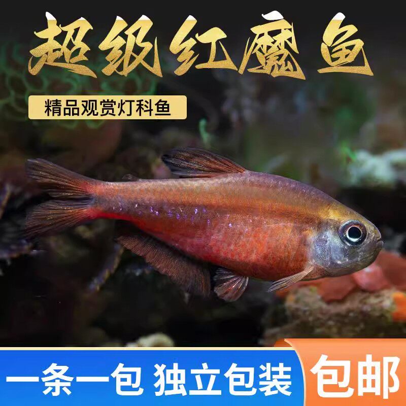 超级红魔鬼灯鱼高端缸小型热带灯鱼活体超级黄魔鬼灯天青血红缎带