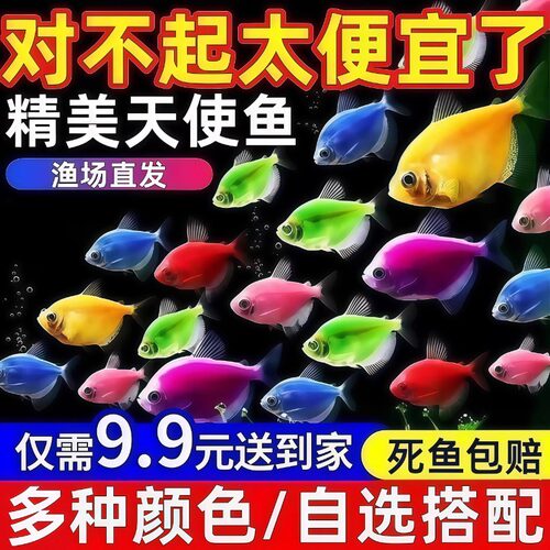 天使鱼观赏鱼纯天然鱼群小型鱼