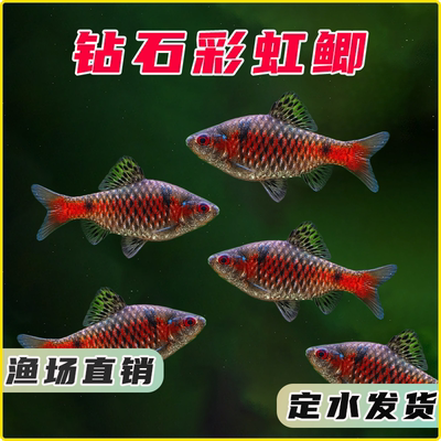 钻石彩虹鲫进口鲤科冷水耐寒鱼