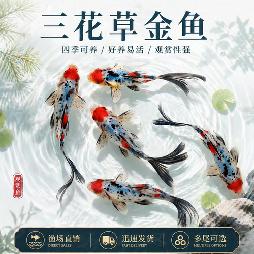 兰花草金鱼活体观赏鱼好养耐活