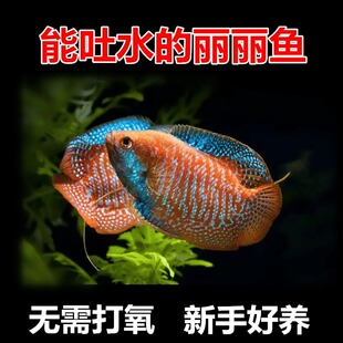 吐口水的丽丽鱼 射水鱼 七彩丽丽 五彩丽丽血丽丽新手鱼无需打氧