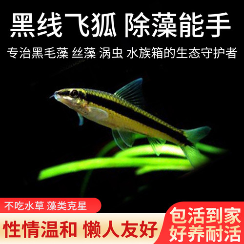 黑线飞狐草缸清洁吃藻除藻工具鱼