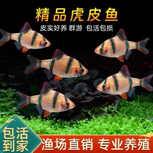 虎皮鱼热带鱼好养耐活群游鱼