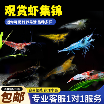 观赏虾活体宠物工具虾淡水除藻虾樱花虾极火虾黄金米虾水晶虾套餐