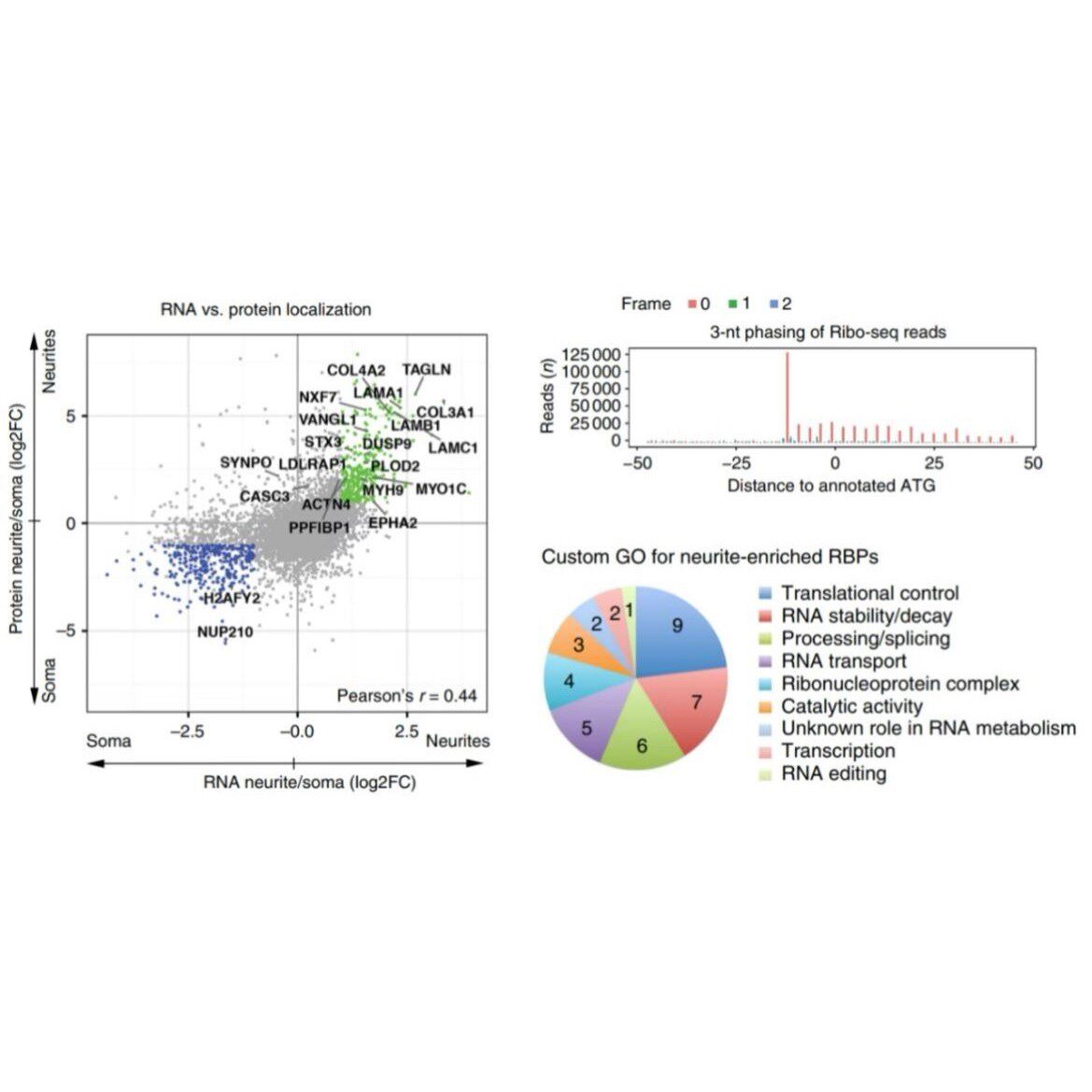 RNAseq差异表达lncRNAmiRNA多组学蛋白组代谢组