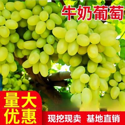 马奶提子葡萄苗无籽树乳