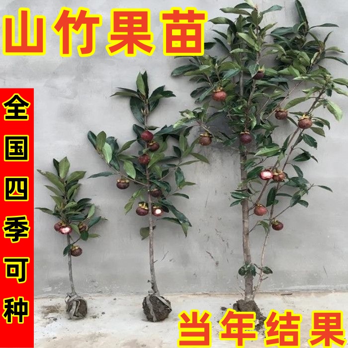 【买一送一】泰国无籽山竹果树苗阳台盆栽地栽南方北方四季种植