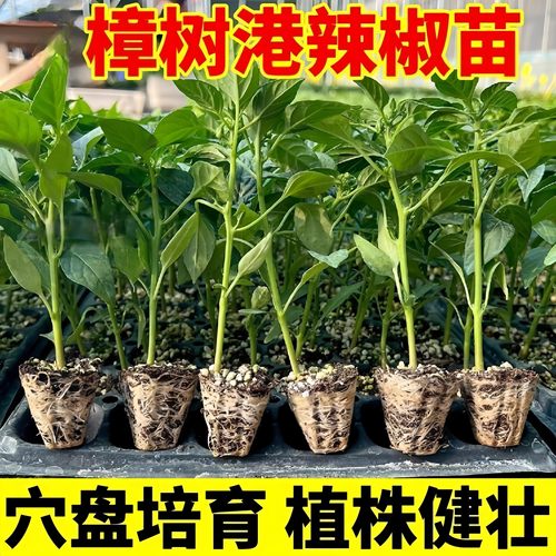 正宗樟树港辣椒苗秧苗带土球四季阳台盆栽湖南樟树港种子薄皮辣椒