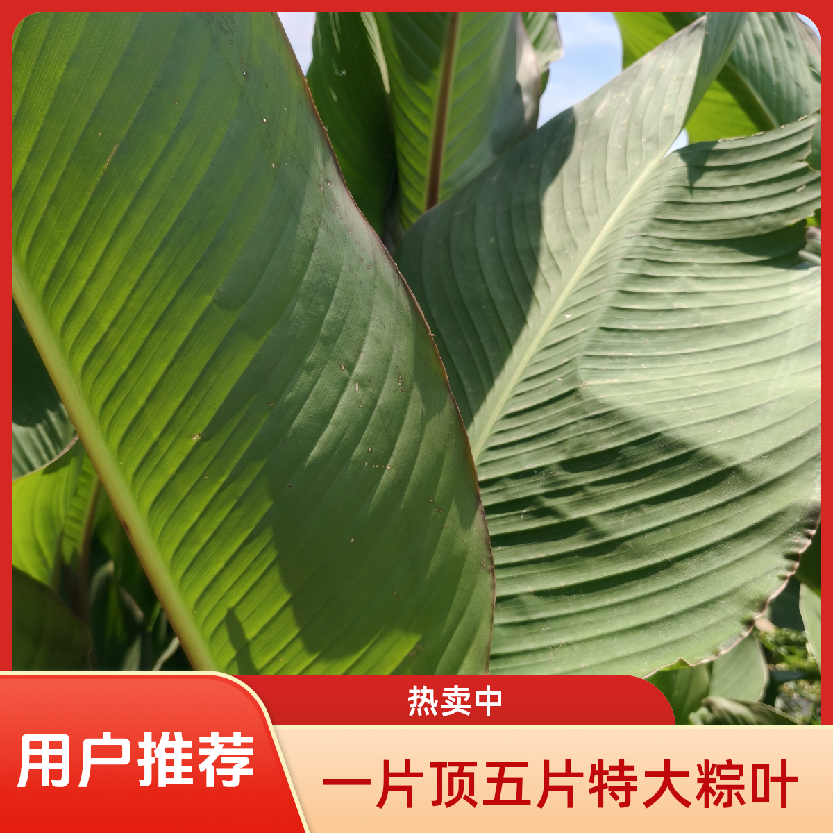 自冉香河南农家现挖新鲜苦菊青菜